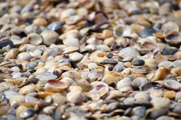 Background of small shells on the sea shore. Various small shell yard texture on the beach. - Foto, Imagen