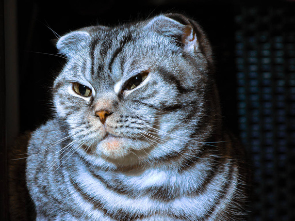 Gray cat, marble color, breed fold Scottish, closeup. - Photo, Image