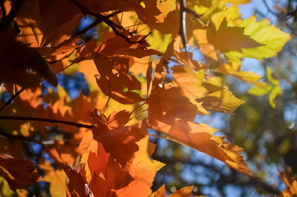 Piękne żółte i czerwone liście klonu w słońcu w ciepły jesienny dzień. - Zdjęcie, obraz