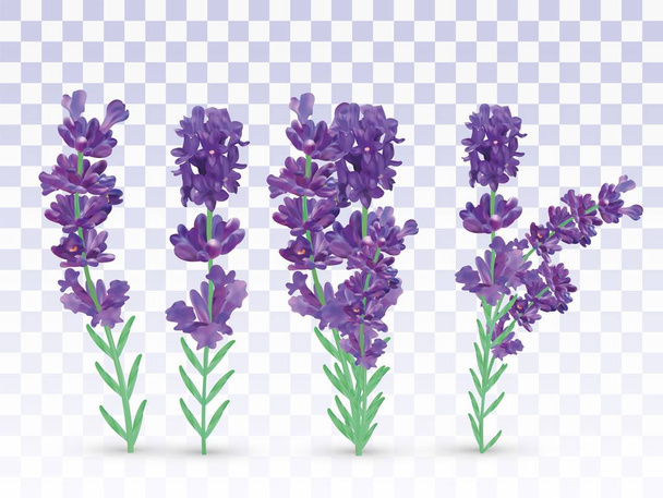 Kollektion violetten Lavendel mit grünem Blatt isoliert auf transparentem Hintergrund. Straußenblume. Lavendel aus nächster Nähe. duftender Lavendel. Vektorillustration - Vektor, Bild