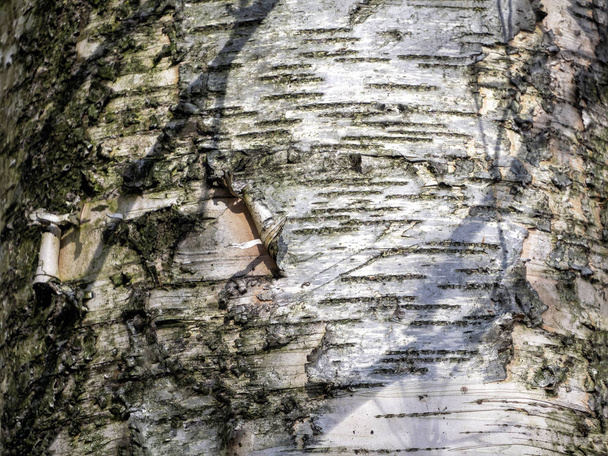 Fa háttér párhuzamos vonalak a nyírfa kéreg - Fotó, kép