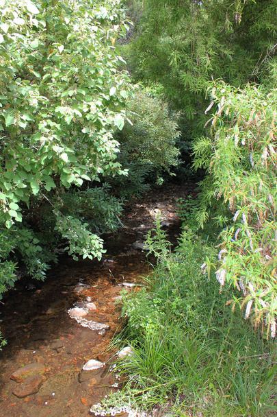 Rivière dans une forêt épaisse Forêt dense avec une rivière qui coule à travers
 - Photo, image