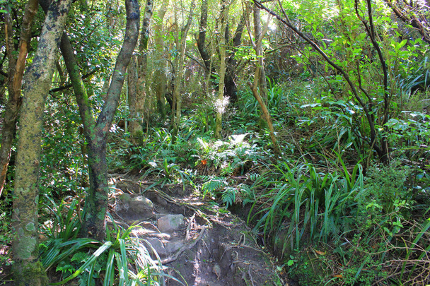 Trail in a forest in new zealand - Photo, Image
