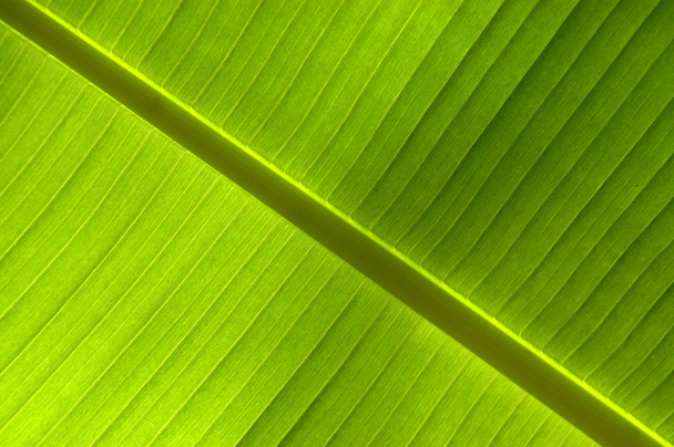 abstracte achtergrond van tropische blad - Foto, afbeelding