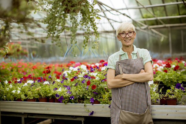 Portrait of senior woman working in flower garden - Photo, image