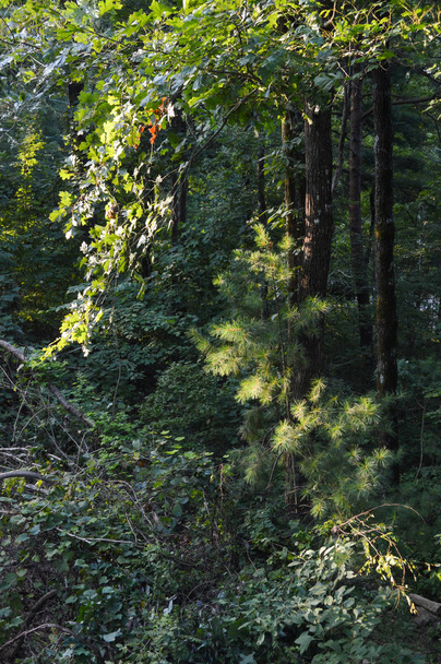 Высокие деревья в густом лесу в солнечный день
 - Фото, изображение