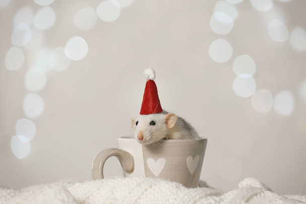 Cute little rat with Santa hat in cup on knitted blanket against blurred lights. Chinese New Year symbol - Zdjęcie, obraz