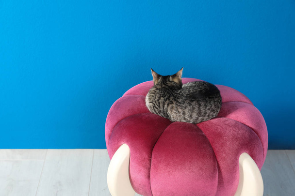 Grey tabby cat lying on comfortable stool near blue wall, space for text. Adorable pet - Photo, Image