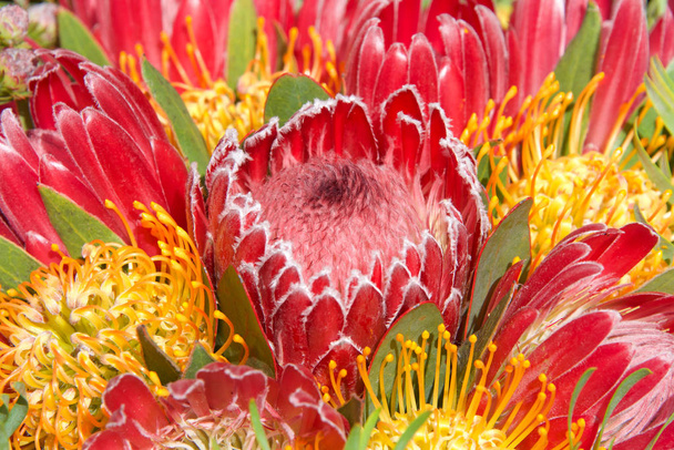 pink sugar bush protea flower, close up with leaves and other flowers in background. Proteas are currently cultivated in over 20 countries. The Protea flower is said to represent change and hope.  - Photo, Image