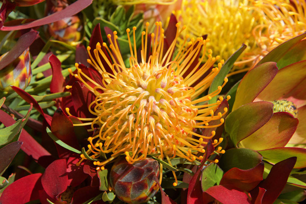 Flor de protea de carnaval amarelo, close up com folhas e outras flores no fundo. Atualmente, as proteínas são cultivadas em mais de 20 países. Diz-se que a flor de Protea representa mudança e esperança
.  - Foto, Imagem