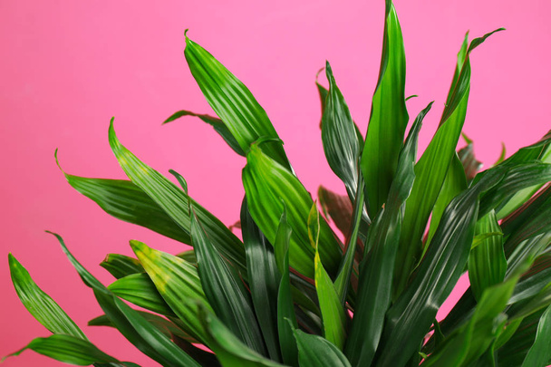 Tropical leaves on pink background, closeup. Stylish interior element - Photo, Image