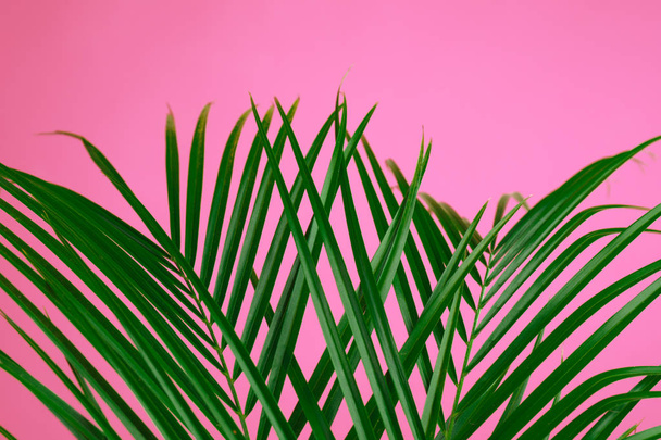 Tropical leaves on pink background, closeup. Stylish interior element - Photo, image