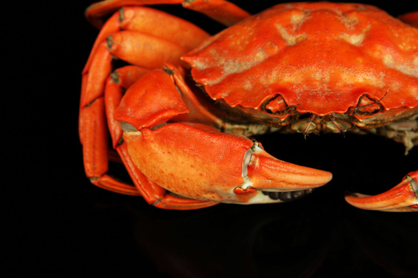 Boiled crab isolated on black - Фото, изображение