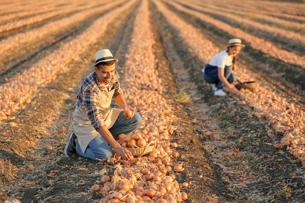 Młodzi rolnicy zbierający cebulę na polu - Zdjęcie, obraz