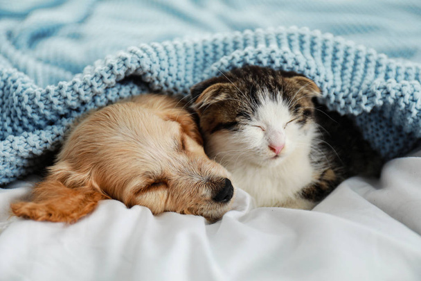 Adorable little kitten and puppy sleeping on bed - Фото, зображення