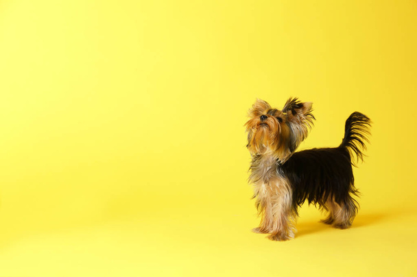 Adorable Yorkshire terrier on yellow background, space for text. Cute dog - Фото, зображення
