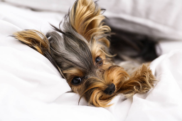 Adorable Yorkshire terrier lying on bed, closeup. Cute dog - 写真・画像