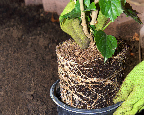 Hibiscus plant root bound, being transplanted into the garden by gloved hands. - 写真・画像