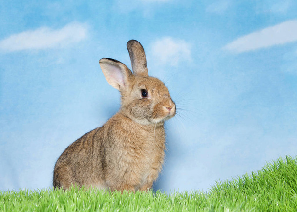 Portrait of an adorable brown baby bunny looking to viewers right, standing in green grass, blue background sky with clouds. Copy space - Photo, Image