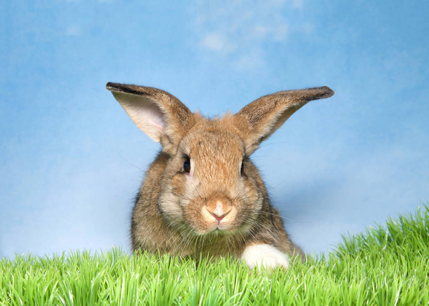 Portrait of an adorable brown baby bunny looking directly at viewer paw forward on green grass, blue background sky with clouds - 写真・画像