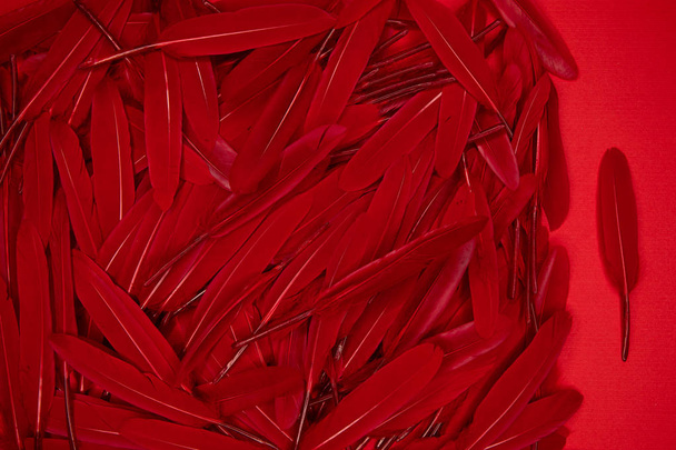 Rode achtergrond bedekt met veel donkere rode ganzenveren - Foto, afbeelding