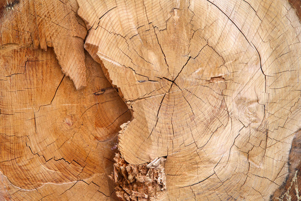 Close-up op doorsnede van vloeibare amber boom gekapt tonen groei ringen, hout gebarsten.  - Foto, afbeelding