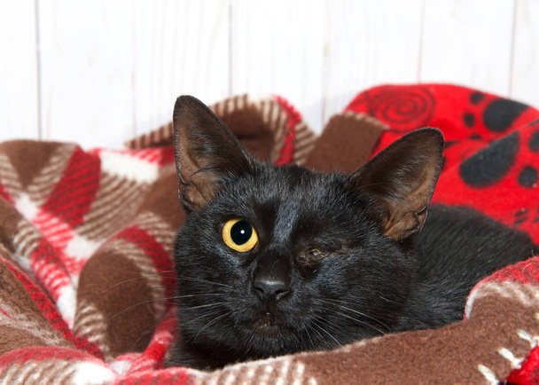 Pequeño gatito negro con lesión traumática en el ojo izquierdo, ojo desaparecido, costra cerrada con exudado amarillo alrededor de la herida. Colocado en mantas mirando con cautela al espectador
. - Foto, imagen