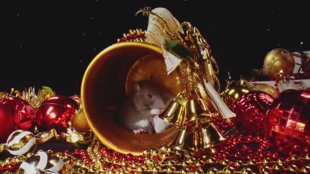 Dva roztomilé domácí bílé a šedé krysy se pohybují podél novoroční dekorace. - Záběry, video