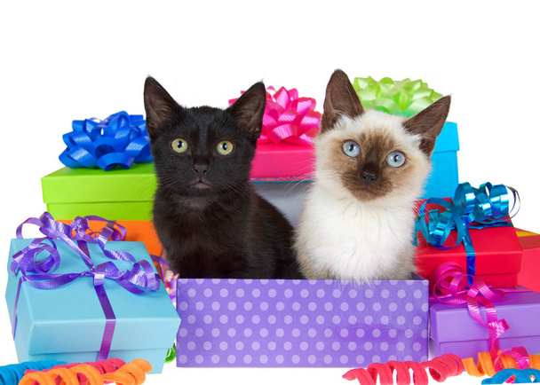 Fekete cica sárga szemekkel sziámi cica mellett kék szemekkel lila polka pont születésnapi ajándék doboz, szalagok és íjak ajándékok körülöttük elszigetelt fehér háttér nézi néző. - Fotó, kép
