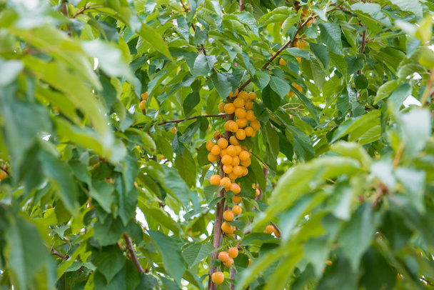 Frische natürliche gelbe Kirschfrucht Zweig. Frisch natürlich gesund. Gelbe Regenkirschen am Zweig - Foto, Bild