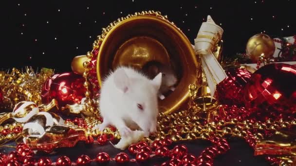 Twee schattige huiselijke witte en grijze ratten bewegen langs Nieuwjaar decoraties. - Video