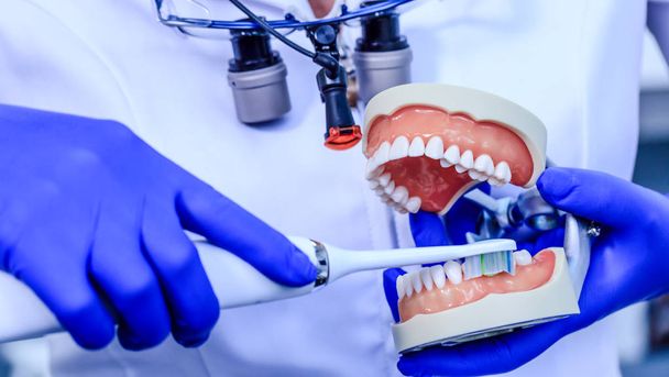 Mavi eldivenli gerçek bir dişçi bir çene modelinde diş fırçasını düzgün ve doğru bir şekilde nasıl temizleyeceğini gösteriyor. Doktor elleri diş modelini ve diş fırçasını tutuyor. Diş sağlığı, diş bakımı, sağlıklı dişler, hijyen konsepti - Fotoğraf, Görsel