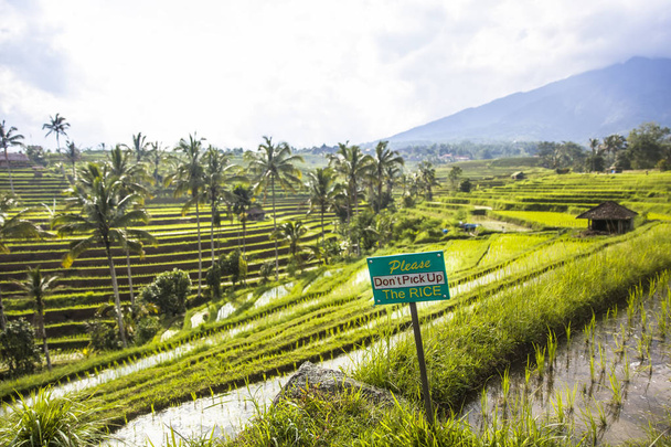 Туристы предупреждают знак на рисовых полях Jatiluwih на юго-востоке Бали, Индонезия
 - Фото, изображение