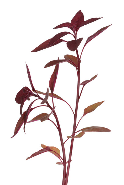 Purple Amaranth vegetable isolated on white - 写真・画像