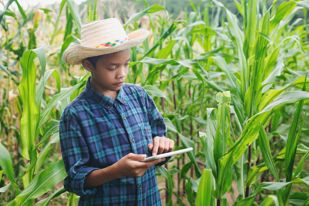 joven agricultor inteligente Inspeccionando el cultivo de plantas de maíz
 - Foto, Imagen