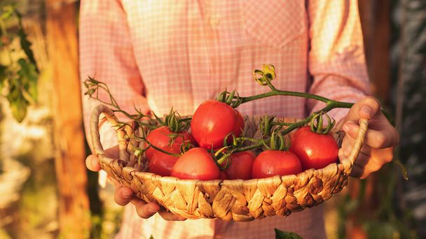 Gardening and agriculture concept. Greenhouse products. Production of plant products. Growing tomatoes in a greenhouse. - Φωτογραφία, εικόνα