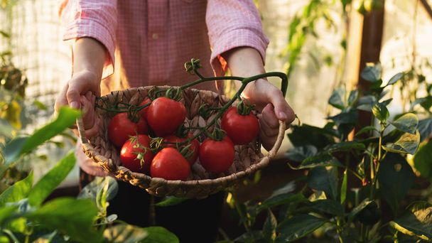 Gardening and agriculture concept. Greenhouse products. Production of plant products. Growing tomatoes in a greenhouse. - 写真・画像
