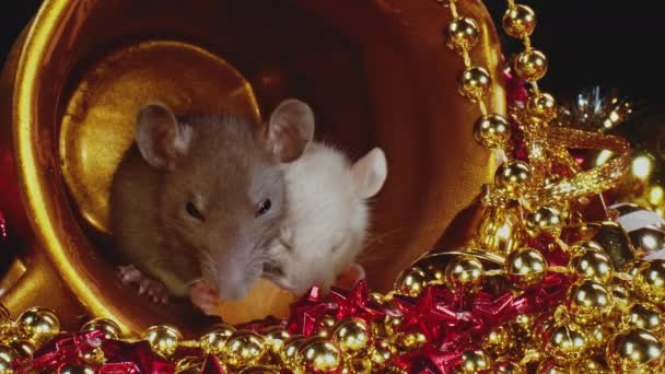 Macro uitzicht op kleine ratten met witte en grijze vachten zitten in gouden kerstpot. - Video