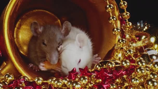 Twee schattige huiselijke kleine ratten met witte en grijze vachten zitten in gouden kerstpot. - Video
