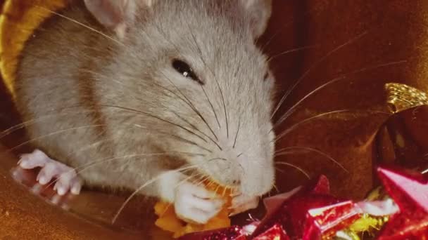 Pequeno rato doméstico cinza bonito comendo algo, como símbolo do Ano Novo 2020
. - Filmagem, Vídeo