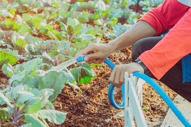 A young man watering  a growing red cabbage with a blue water hose in an agricultural garden. - Foto, imagen