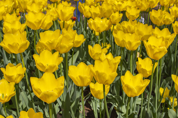Yellow tulips natural, background wallpaper. Beautiful flowers of yellow color, heads tulips bright light, garden decorative varietal flowers - Zdjęcie, obraz