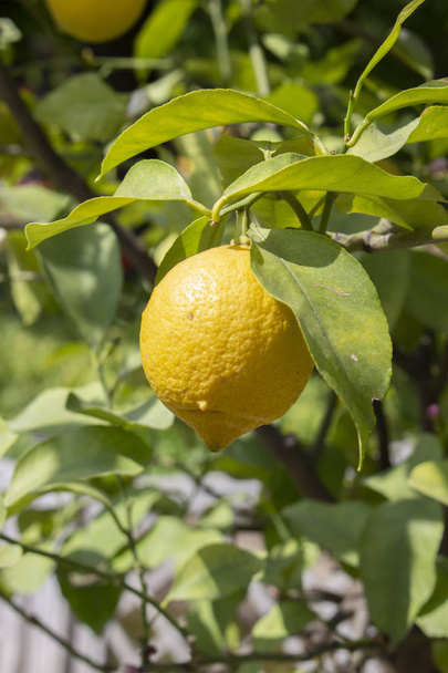 Limón amarillo maduro colgando de una rama. Frutos agrios de limón colgando de una rama de árbol cítrico entre hojas verdes
 - Foto, Imagen