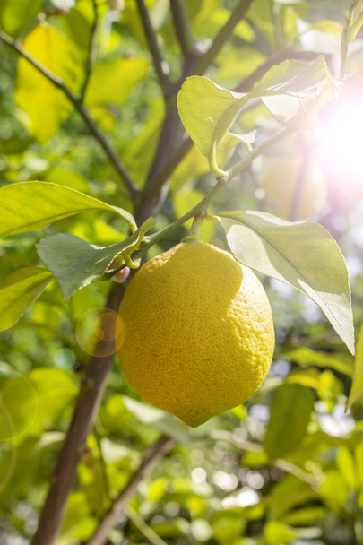 Frutta matura al limone appesa a un ramo, bagliore solare. Agrumi di limone di frutta gialla freschi naturali con foglie. Frutti di Limone
 - Foto, immagini