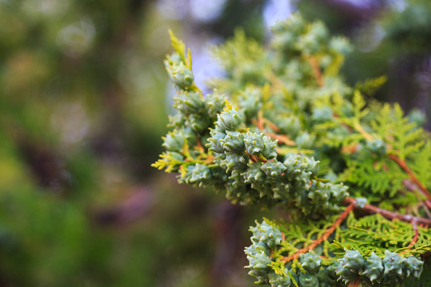 A thuja western zöld tölcsérei egy ágon, közelről. A thuja botanikus családja a cupressaceae fák. - Fotó, kép