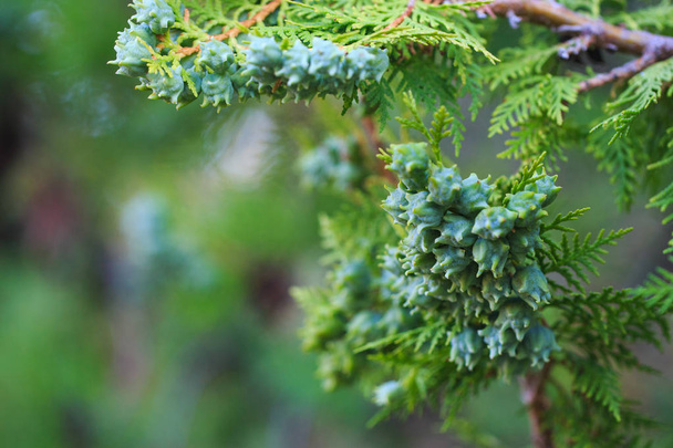 grüne Thuja-Zapfen auf einem Ast, aus nächster Nähe. Die botanische Familie der Thuja sind Cupressaceae-Bäume - Foto, Bild