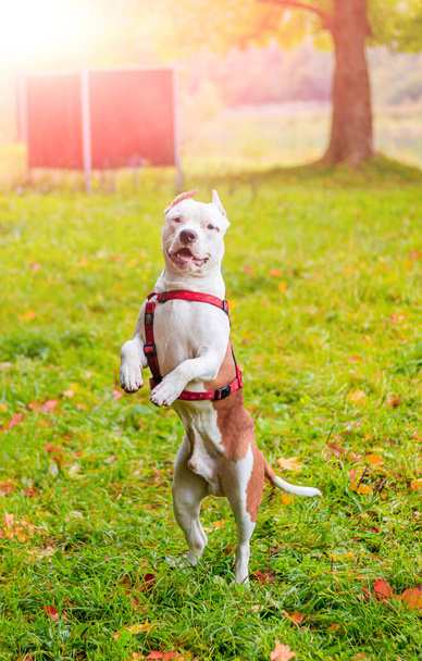 Amstaff pes na procházce v parku. Velký pes. Bystrý pes. Světlá barva. Domácí mazlíček. - Fotografie, Obrázek