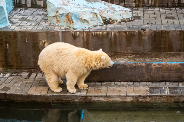 Duży niedźwiedź polarny spaceruje wokół swojego padoku w zoo. Niebezpieczny Niedźwiedź polarny w Zoo - Zdjęcie, obraz