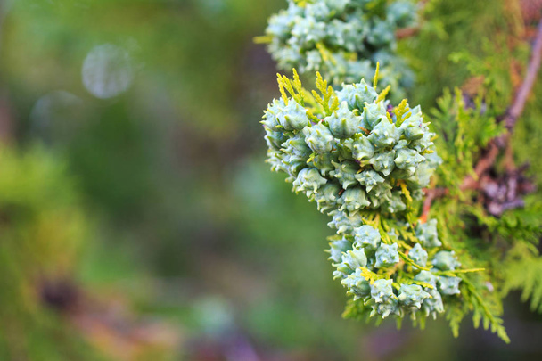 Thuja westernin vihreät käpyjä oksalla, lähikuva. Thujan kasvitieteellinen perhe on cupressaceae-puut
 - Valokuva, kuva