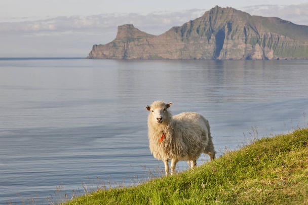 Owce na Wyspach Owczych klifów. Zielona malownicza scenerie o zachodzie słońca - Zdjęcie, obraz
